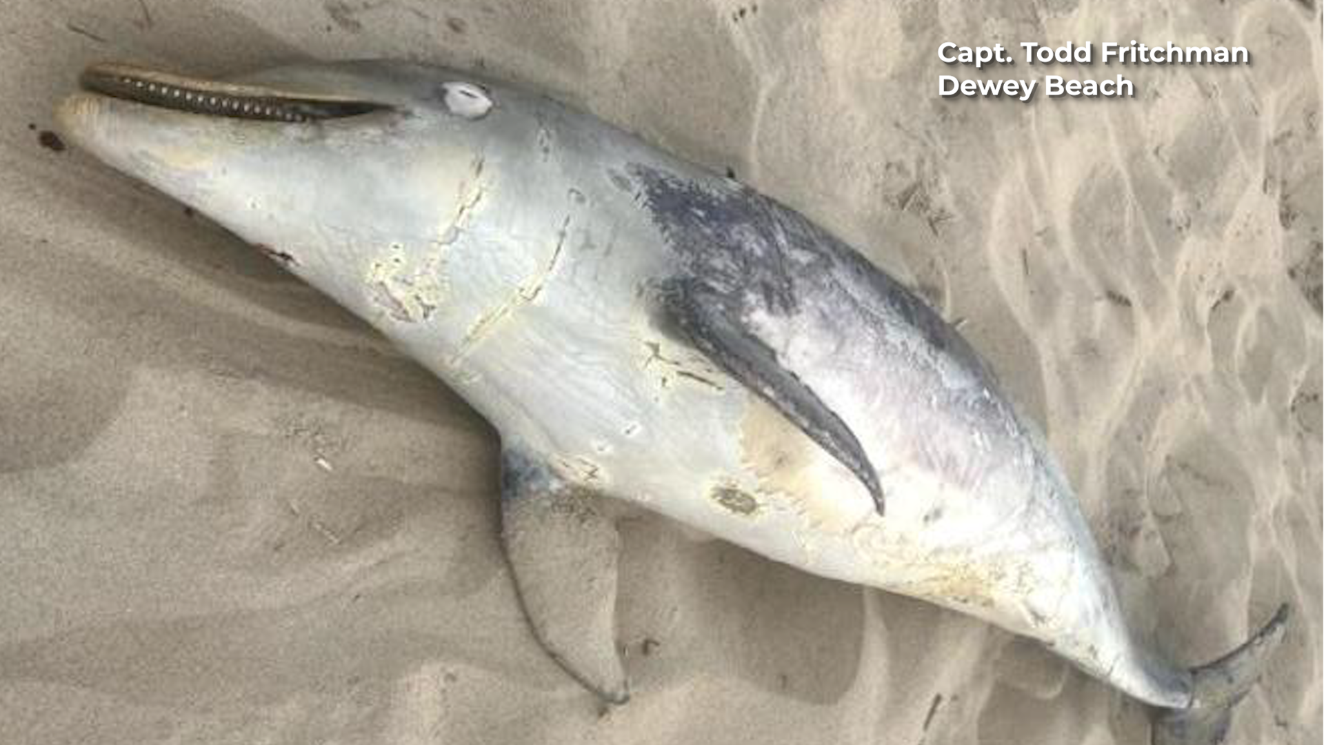 Stranded Dolphin in Dewey Beach